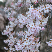 法善寺のしだれ桜の画像