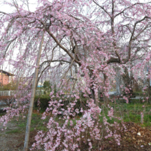 法善寺のしだれ桜の画像