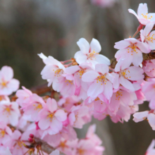 法善寺のしだれ桜の画像