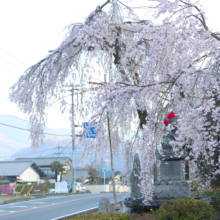 法善寺のしだれ桜の画像