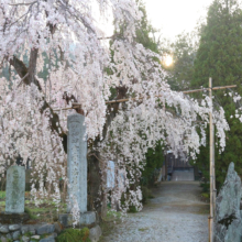 法善寺のしだれ桜の画像