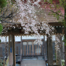 法善寺のしだれ桜の画像