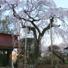 法善寺のしだれ桜の画像