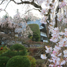 法善寺のしだれ桜の画像