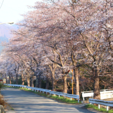 井戸の桜並木の画像