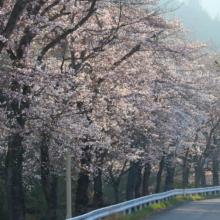 井戸の桜並木の画像