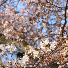 井戸の桜並木の画像