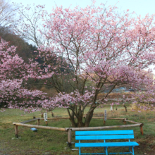 岩田桜の画像