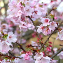 岩田桜の画像