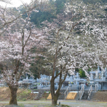 岩田のソメイヨシノの画像