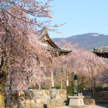 道光寺のしだれ桜の画像