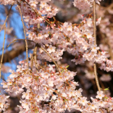 道光寺のしだれ桜の画像