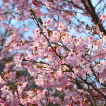 岩田桜の画像