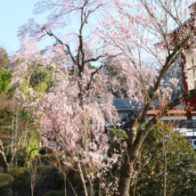 寶登山神社しだれ桜・伊奈桜の画像