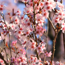 寶登山神社しだれ桜・伊奈桜の画像