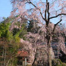 寶登山神社しだれ桜・伊奈桜の画像
