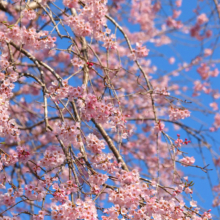 寶登山神社しだれ桜・伊奈桜の画像