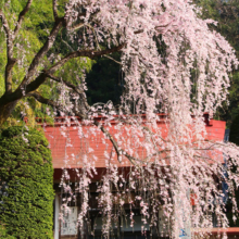 寶登山神社しだれ桜・伊奈桜の画像