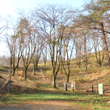 野土山の桜画像