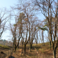 野土山の桜画像