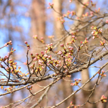 野土山の桜画像