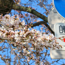 宝登山参道の画像