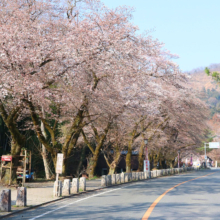 宝登山参道の画像