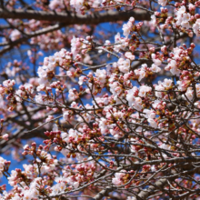 美の山公園桜の画像