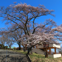 美の山公園桜の画像