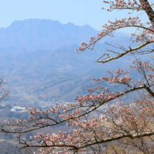 美の山公園桜の画像