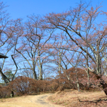 美の山公園桜の画像