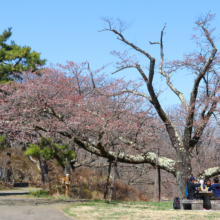 美の山公園桜の画像