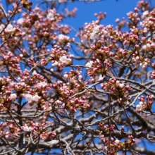 美の山公園桜の画像