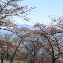 美の山公園桜の画像