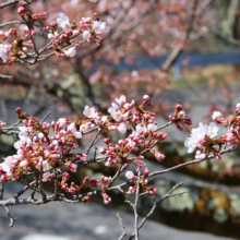 美の山公園桜の画像