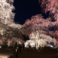 清雲寺しだれ桜ライトアップの画像