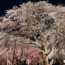 清雲寺しだれ桜ライトアップの画像