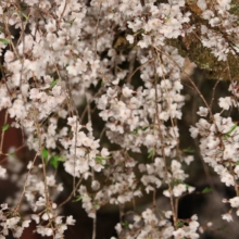 清雲寺しだれ桜ライトアップの画像