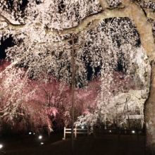 清雲寺しだれ桜ライトアップの画像