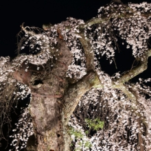 清雲寺しだれ桜ライトアップの画像