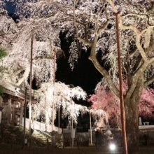 清雲寺しだれ桜ライトアップの画像