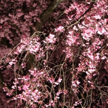 清雲寺しだれ桜ライトアップの画像