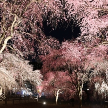 清雲寺しだれ桜ライトアップの画像