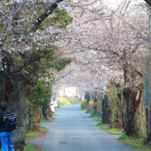 長瀞南桜通り