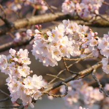 長瀞南桜通り