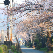 長瀞南桜通り