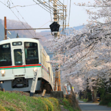 長瀞南桜通りの画像