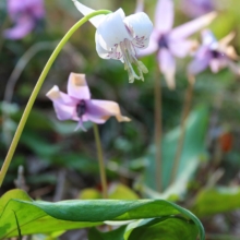 荒川白花カタクリの画像