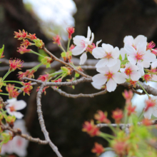 長瀞北桜通りの画像