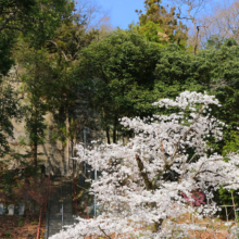 瑞岩寺 岩ツツジと桜の画像